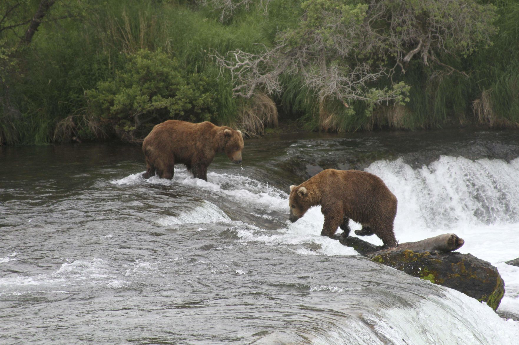 Bear Bridge-Katmai